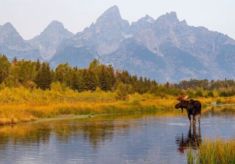 moose-standing-in-stream-in-nature